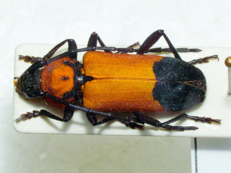 Purpuricenus desfontainii (Fabricius, 1793)